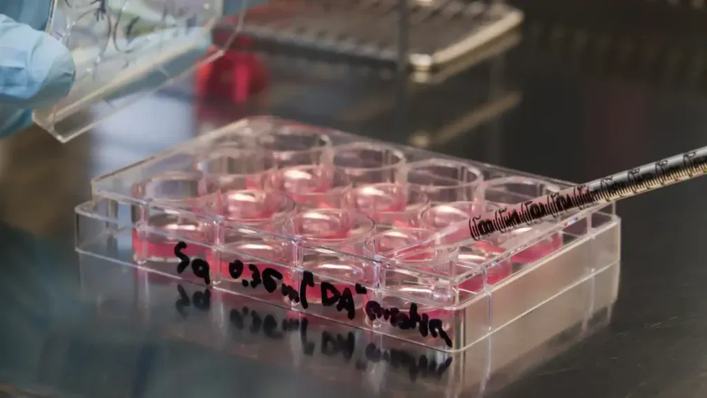 omnipotential stem cells