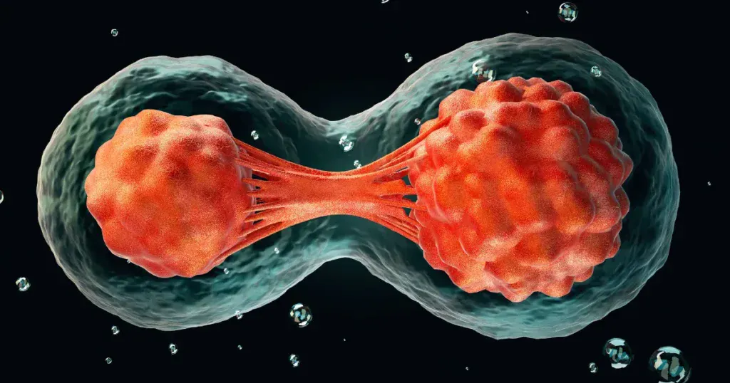 stem cells