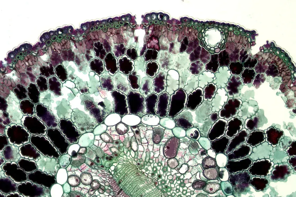 stem cells