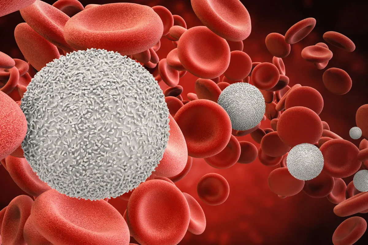 stem cells in period blood